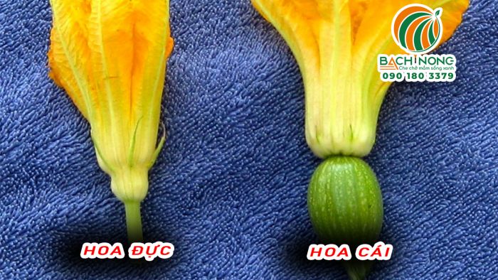 Hình ảnh Hoa bí ngòi đực bên trái và hoa cái bên phải