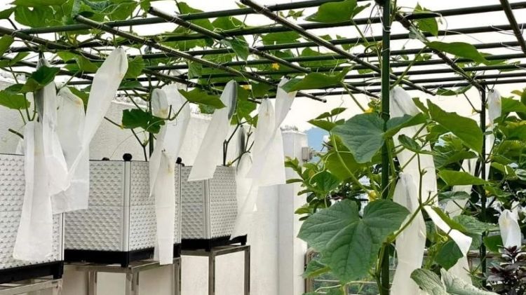 Mẫu giàn bằng cọc thép bọc nhựa dễ làm