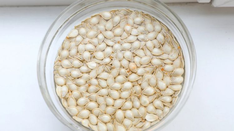 Ngâm hạt giống bí đỏ hồ lô trong nước ấm