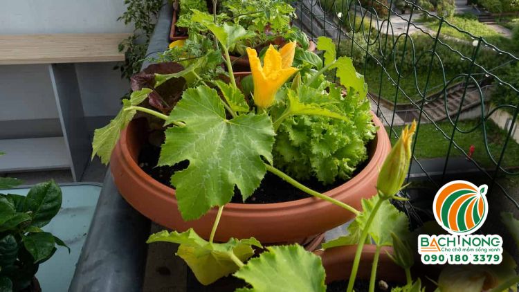 Chậu bí ngòi đang ra hoa được trồng ở ban công