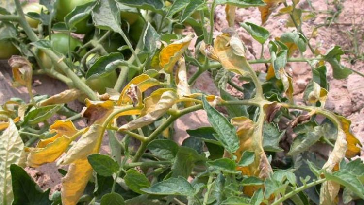 Lá cà chua bị vàng và héo từ dưới lên do nhiễm bệnh Fusarium