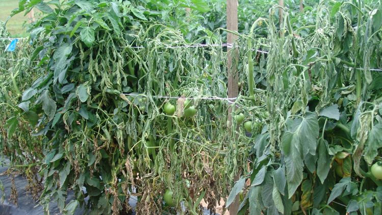 Toàn bộ cây cà chua héo rũ xuống trong khi lá vẫn còn xanh