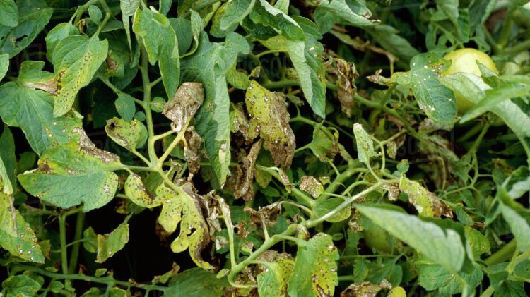 Cây cà chua bị giảm năng suất do nhiễm đốm lá septoria