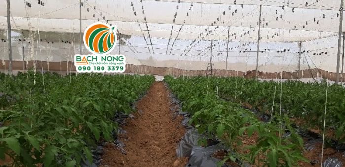 Cây cà chua trồng trong nhà lưới phát triển mạnh và đồng đều