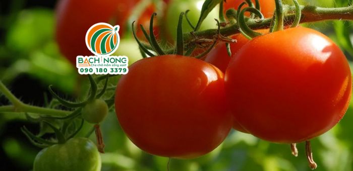 Cà chua trồng nhà lưới cho quả to, sáng bóng và đồng đều