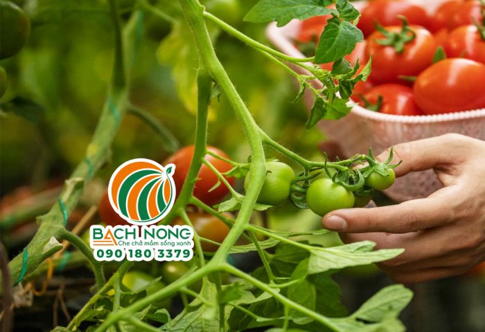 Thu hoạch cà chua trồng trong nhà màng