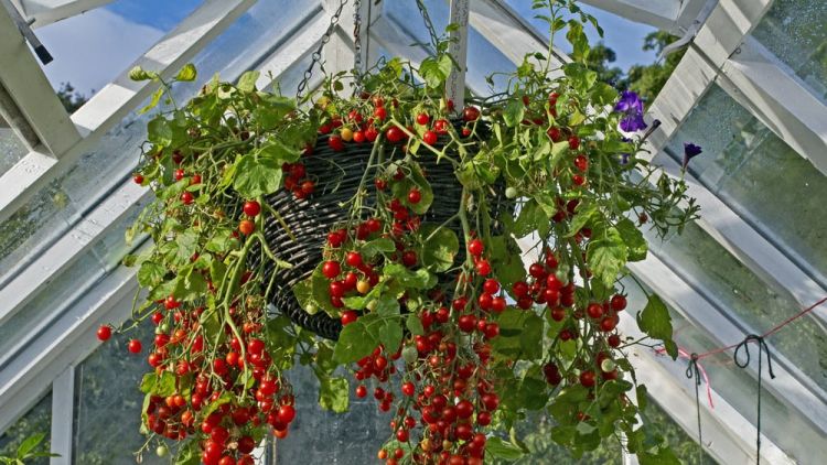 Chậu treo trồng cà chua Sử dụng chậu treo trồng cà chua