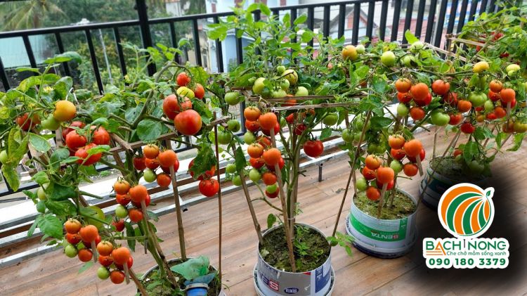 5 chậu cà chua trĩu quả tại ban công