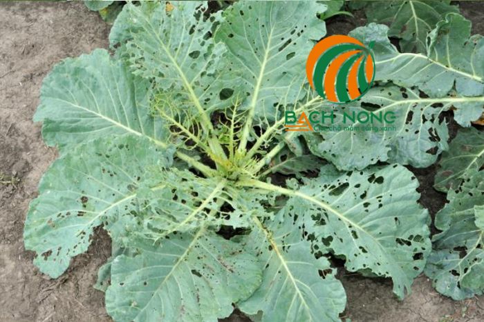 Hình ảnh sâu bắp cải ăn lá cải xoăn Kale