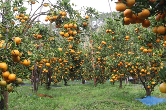 Đảm bảo khoảng cách trồng giữa các cây cam