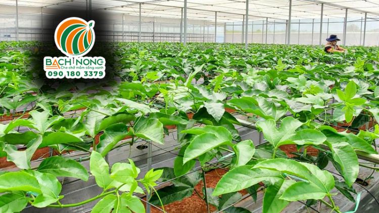 Phủ bạt cho luống trồng chanh dây Sử dụng bạt phủ cỏ cho luống chanh dây trồng nhà lưới