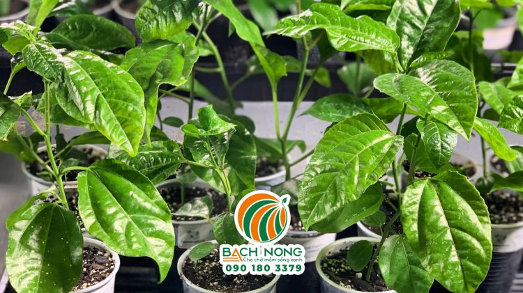 Trồng chanh dây bằng hạt giống Sử dụng hạt giống để nhân giống chanh dây