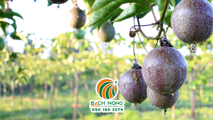 Chanh dây tím Chanh dây tím ra quả