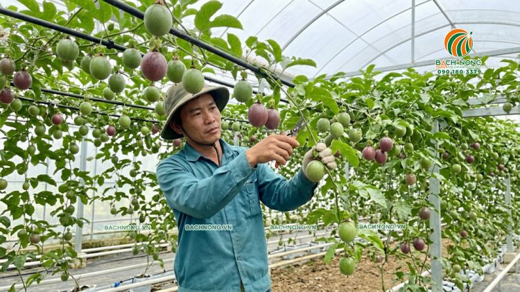 Tỉa cành cho chanh dây giai đoạn có quả