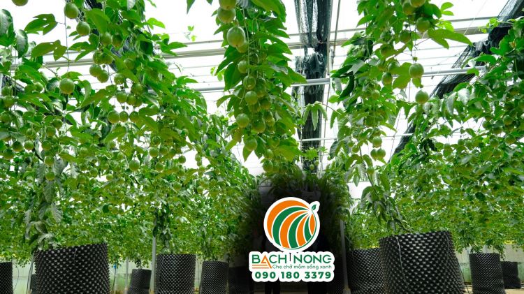Trồng chanh dây trong nhà kính Mô hình trồng chanh dây trong nhà kính tại Lâm Đồng đạt hiệu quả cao