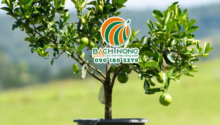 Cây chanh ghép cho quả sớm chỉ sau vài tháng trồng