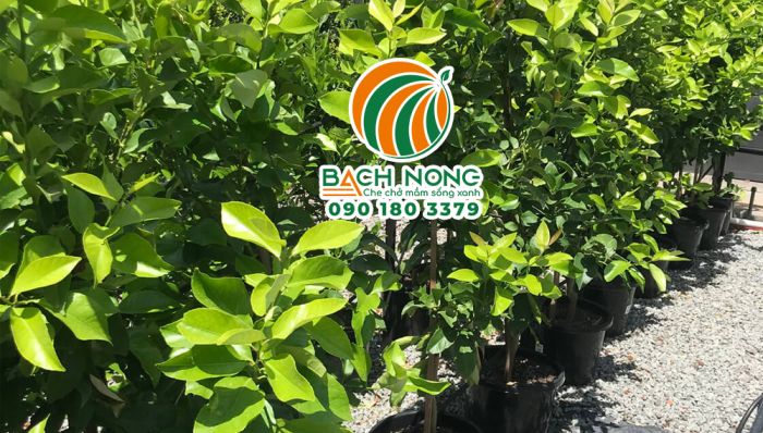 Cây chanh ghép từ nhà vườn UY TÍN sẽ nhanh ra quả