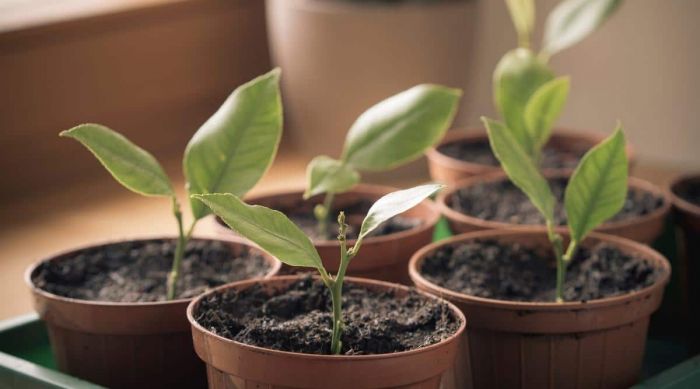 Chăm sóc cành giâm