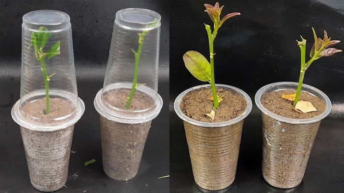 Cung cấp môi trường lý tưởng để cành giâm ra rễ