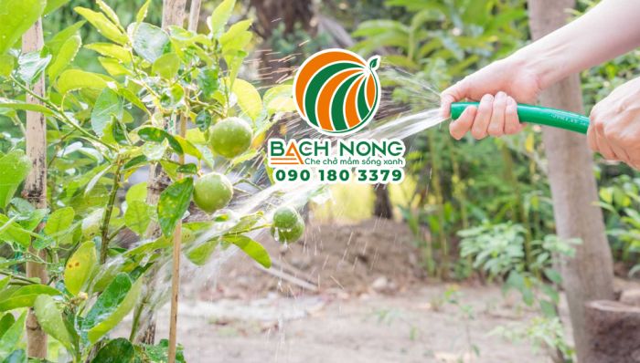 Tưới nước phù hợp để cây chanh ra quả sớm