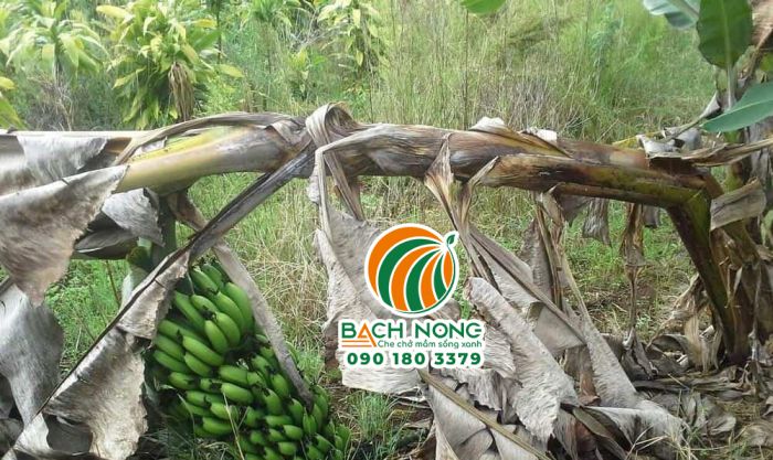 Cây chuối bị gãy do buồng chuối quá nặng