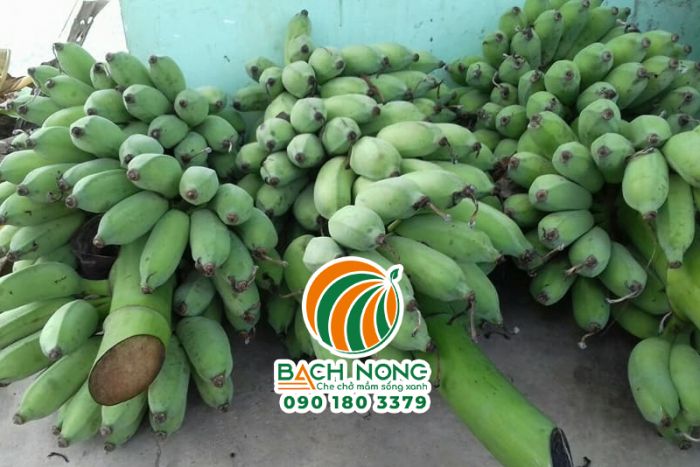 Chuối sứ cho năng suất cao, thu hoạch quanh năm