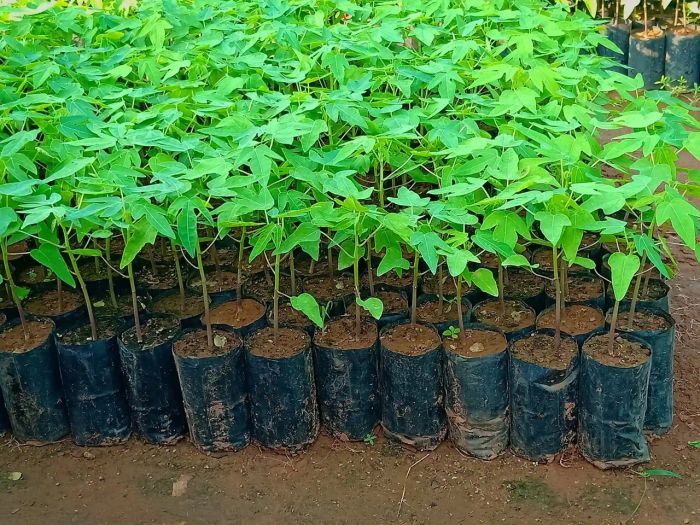 Ươm giống cây đu đủ Ươm giống cây đu đủ