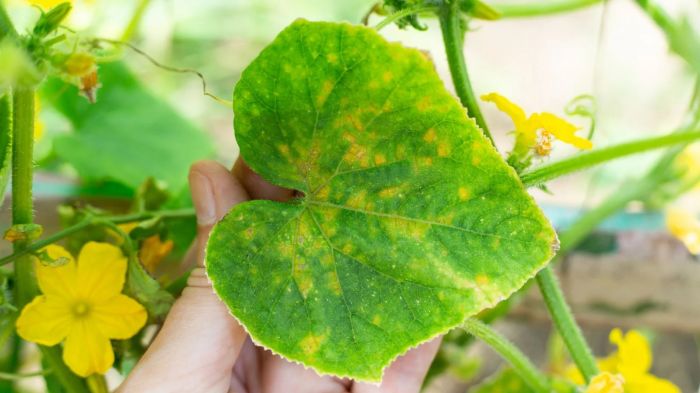 Biểu hiện bệnh khảm lá ở dưa chuột
