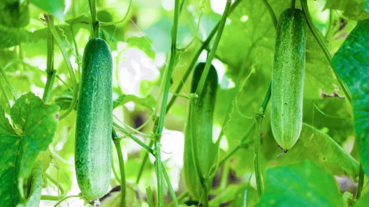 Cây dưa chuột đậu quả tốt