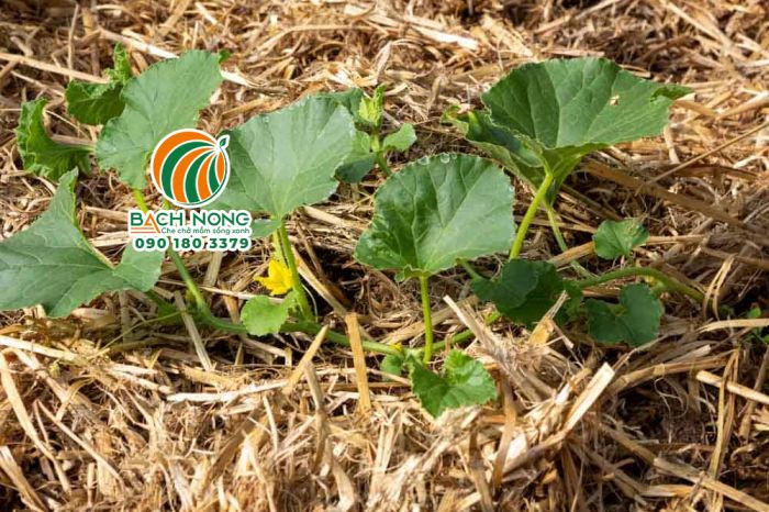 Che phủ rơm quanh gốc dưa lưới để giữ ẩm và ngăn cỏ dại