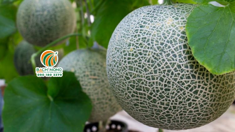 Quả dưa lưới trồng nhà màng có kích thước lớn, bên ngoài đẹp