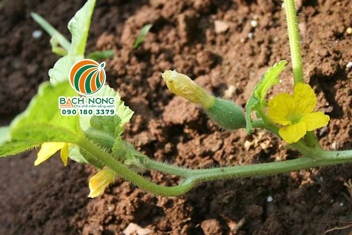 Hình ảnh hoa dưa lưới đực và cái (có quả nhỏ ở cuốn hoa) 
