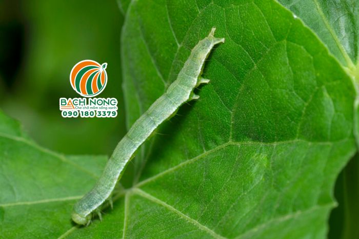 Sâu ăn lá dưa lưới