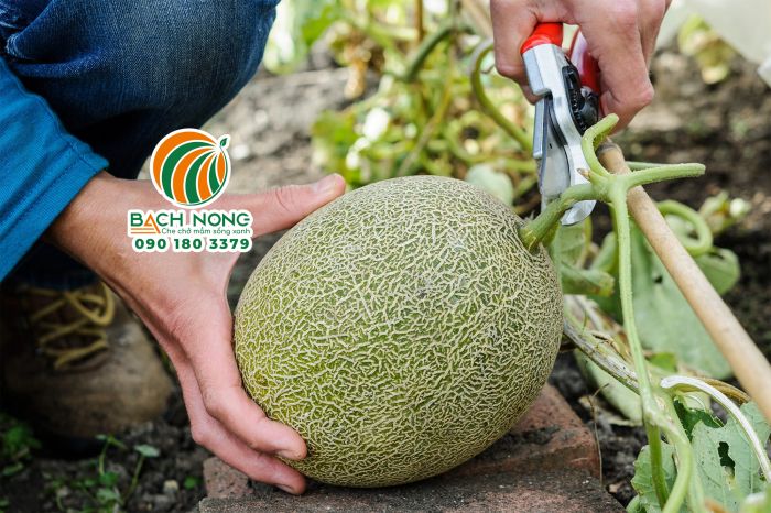 Sử dụng kéo cắt cuốn dưa lưới