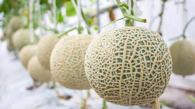 Trồng dưa lưới Athena trong nhà màng cho năng suất cao và ổn định