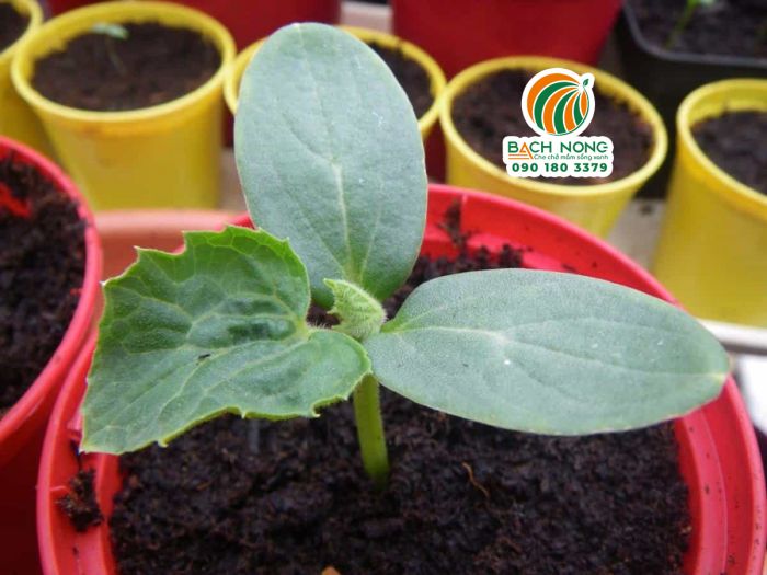 Cây dưa lưới non trong chậu nhựa màu đỏ