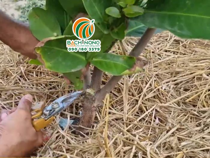 Tỉa cành cho mận Cắt tỉa cho cây mận