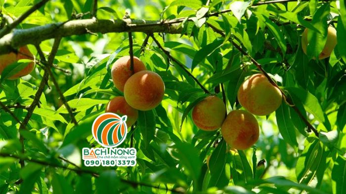 Cây mận đào ở Sa pa
