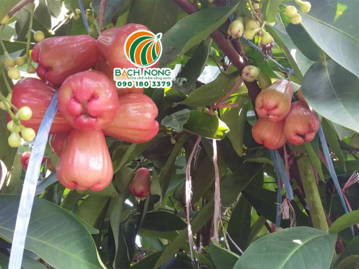 Cây mận đậu quả và phát triển quả tốt Cây mận đậu quả nhiều sau khi chăm sóc đúng kỹ thuật