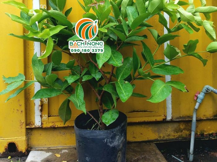 Cây mận còn non Cây mận non chưa đủ tuổi để ra hoa tạo quả