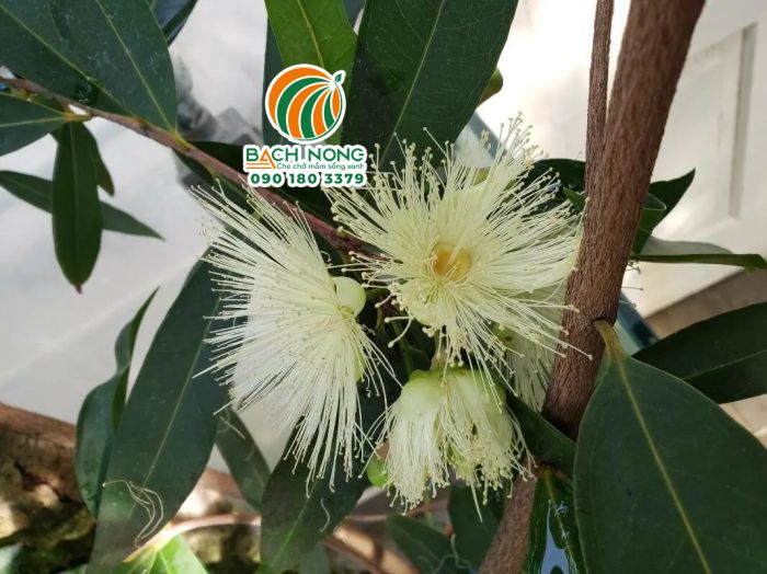 Cây mận ra hoa Cây mận ra hoa khi được tạo stress