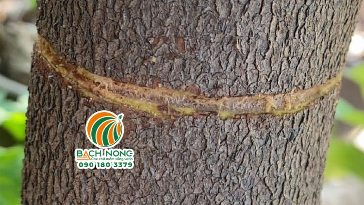 Thân cây mận được loại bỏ lớp vỏ để kích thích ra hoa