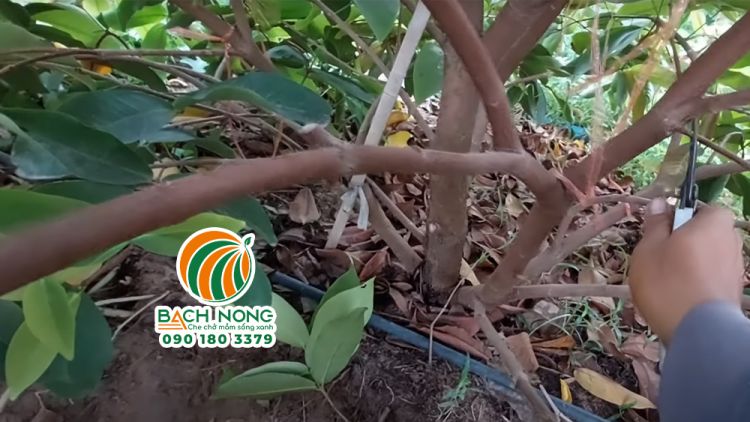 Tỉa cành tạo thông thoáng cho cây mận kích thích ra hoa
