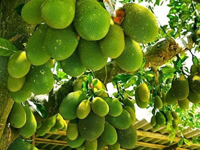 Cây mít chịu hạn và cho năng suất cao