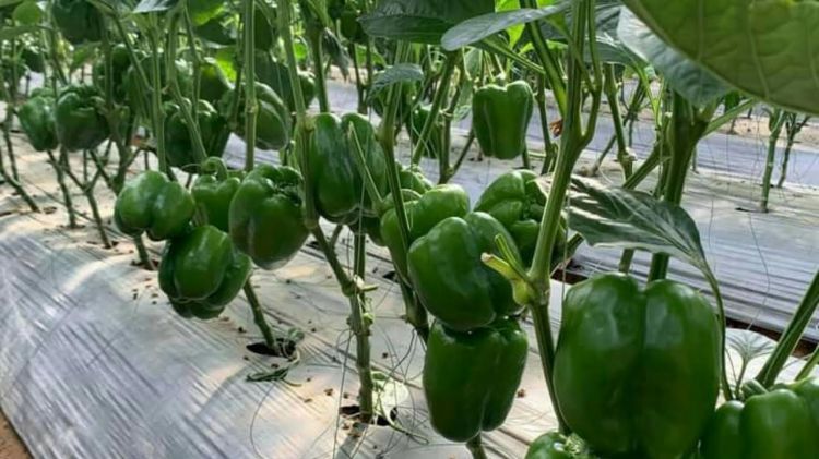 Giống ớt chuông Đà Lạt F1 màu xanh và năng suất cao