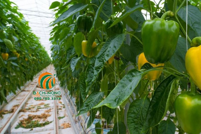 Vườn ớt chuông trồng trong nhà kính cho năng suất cao
