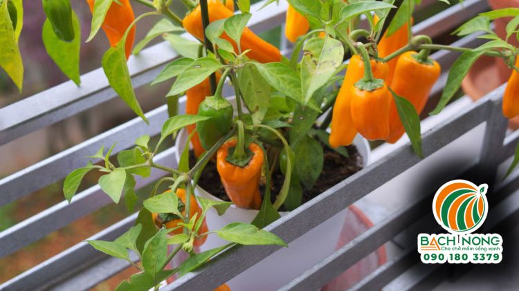 Trồng ớt ngọt tại ban công với màu sắc thẩm mỹ