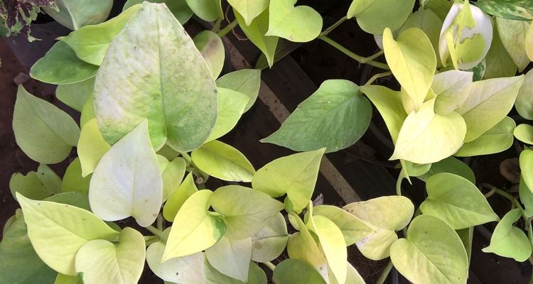 Cây trầu bà bị vàng lá do thiếu ánh sáng