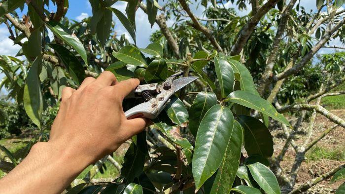 Cắt tỉa tạo tán cho cây vải