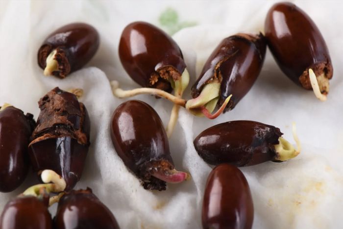 Xử lý hạt vải để tăng tý lệ nãy mầm